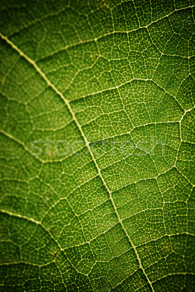 green leaf Stock photo © taden