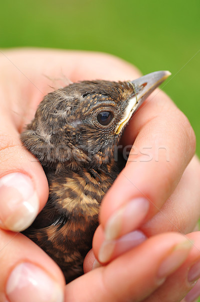 small bird  Stock photo © taden