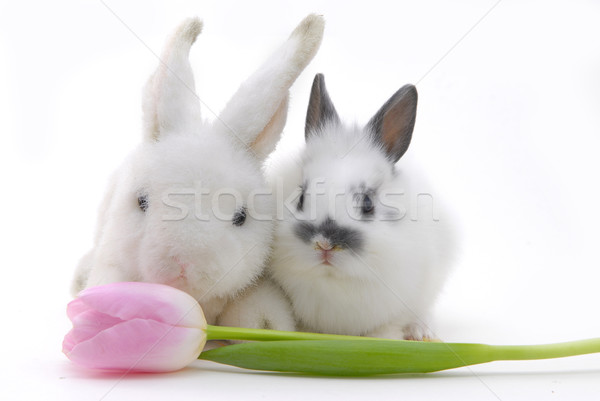 Foto stock: Pequeño · conejo · juguete · flor · juguetes · aislado