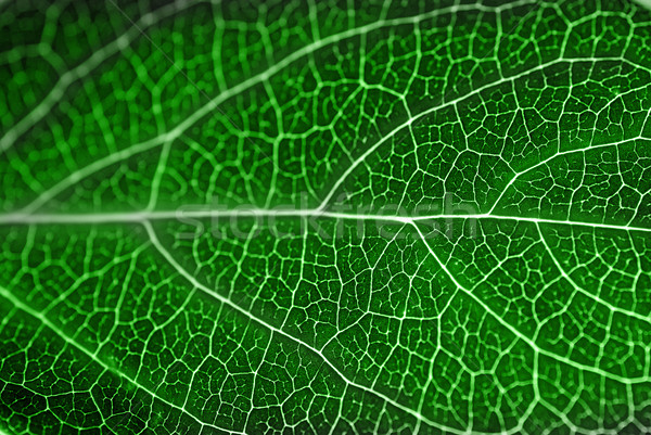 textured green leaf Stock photo © taden