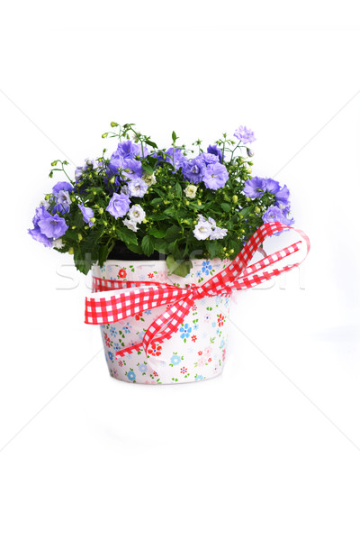 Virágok kék virágcserép szépség virágcsokor dekoráció Stock fotó © taden