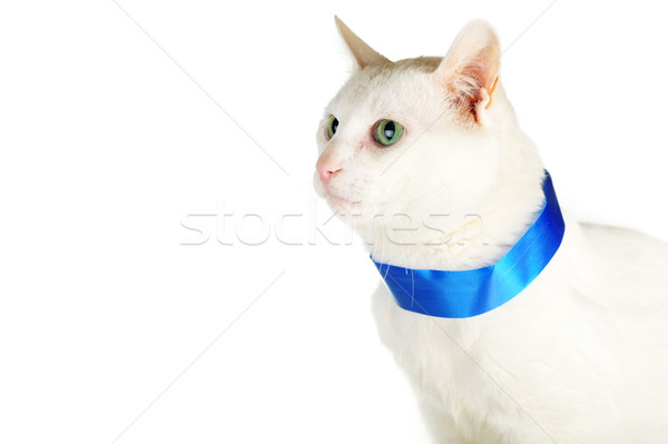 Pisică albastru panglică drăguţ alb pisica domestica Imagine de stoc © taden