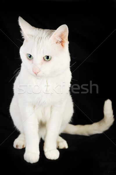 Alb pisica domestica drăguţ izolat ochi natură Imagine de stoc © taden