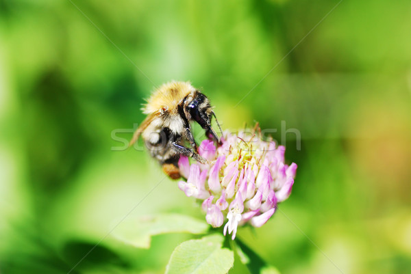 Stockfoto: Bee · bloem · zomer · kleur · plant