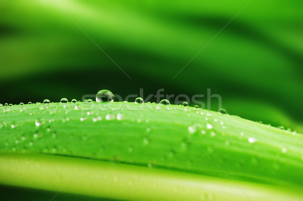  stalks with leaves Stock photo © taden