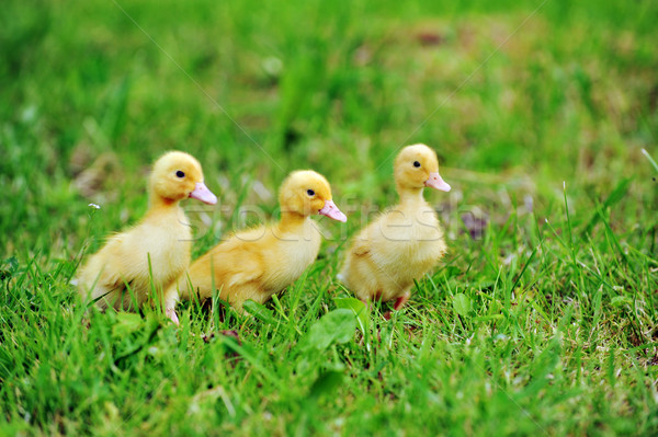 Trzy puszysty pisklęta zielona trawa trawy dziecko Zdjęcia stock © taden