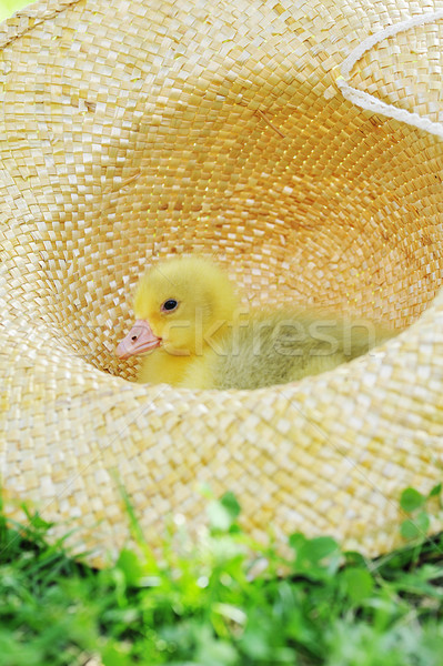 Kabarık ördek yavrusu sevimli oturma hasır şapka çim Stok fotoğraf © taden