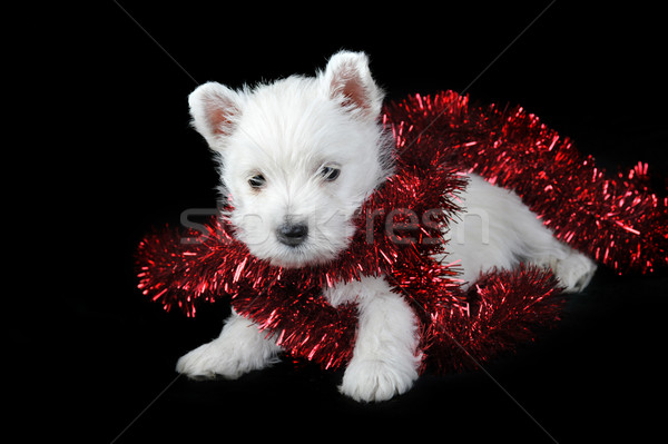 Blanche chiot blanc noir noir visage [[stock_photo]] © taden