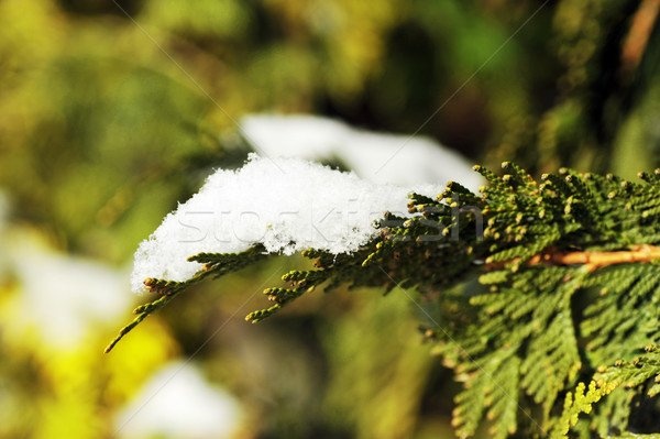  snow on evergreen bush Stock photo © taden
