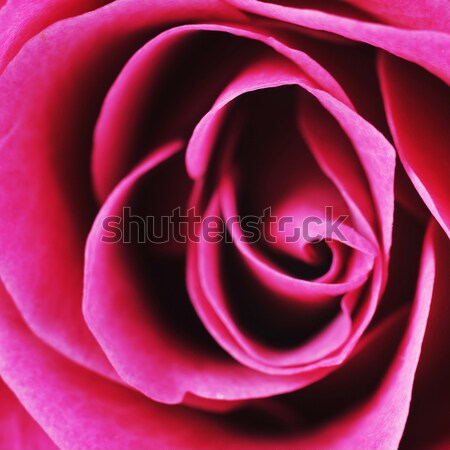 Rosa macro casamento natureza Foto stock © taden