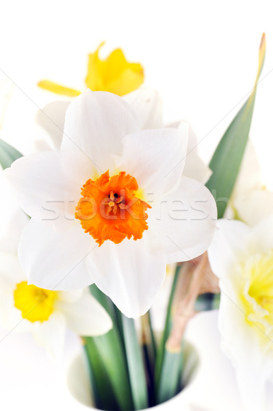 Stockfoto: Mooie · bloemen · natuur · blad