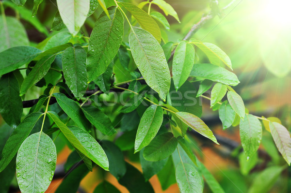 [[stock_photo]]: Feuilles · vertes · fraîches · arbre · nature · cadre · beauté