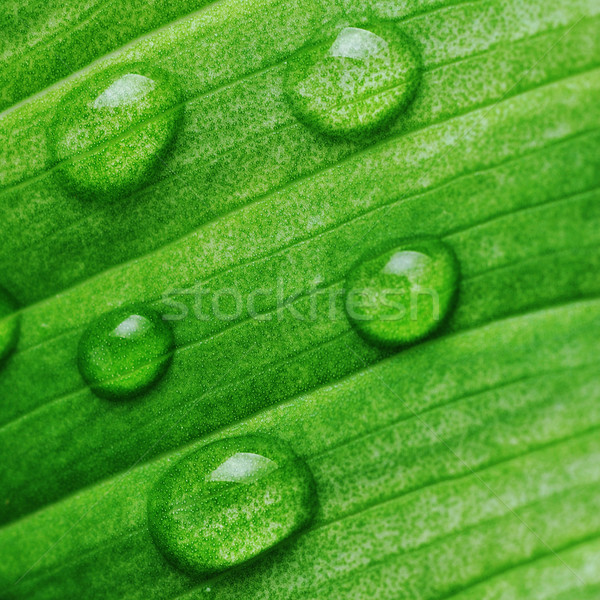 green leaf with water drops Stock photo © taden