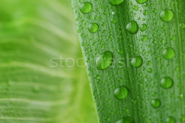 Luminos verde frunze picătură de apă apă plantă Imagine de stoc © taden