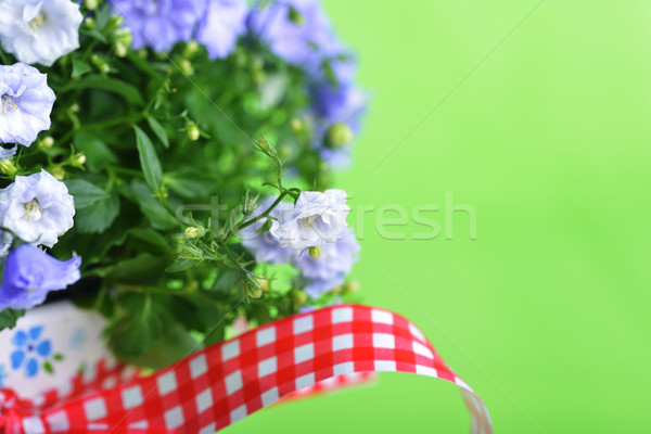Kwiaty niebieski doniczka zielone tle piękna Zdjęcia stock © taden
