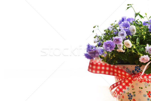 Kwiaty niebieski doniczka piękna bukiet dekoracji Zdjęcia stock © taden