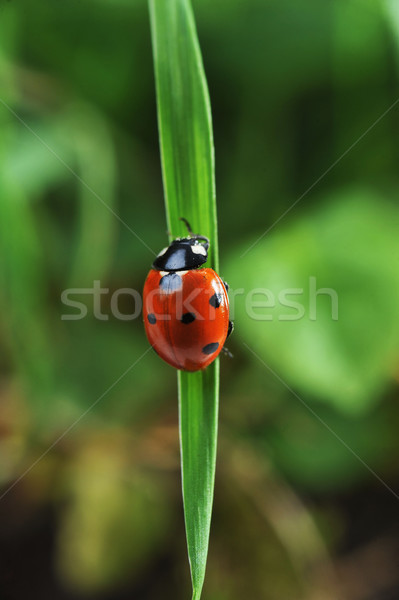 Ladybug on grass Stock photo © taden