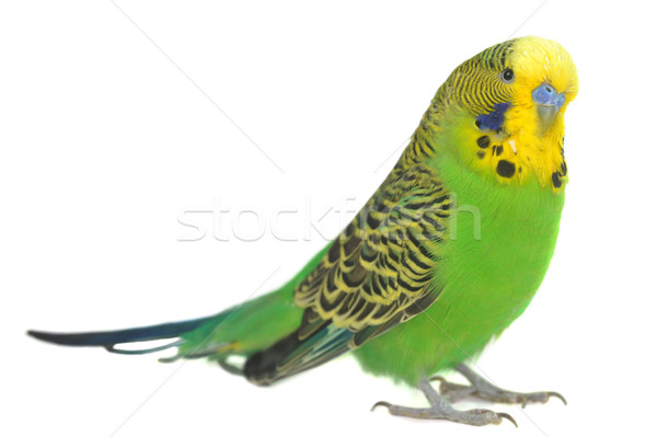 Retrato primer plano pluma animales cabeza tropicales Foto stock © taden