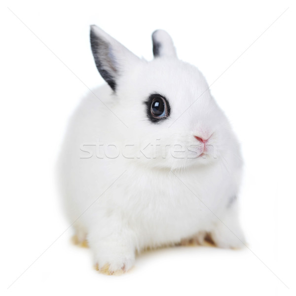 Frumos iepure mic alb petrecere portret Imagine de stoc © taden