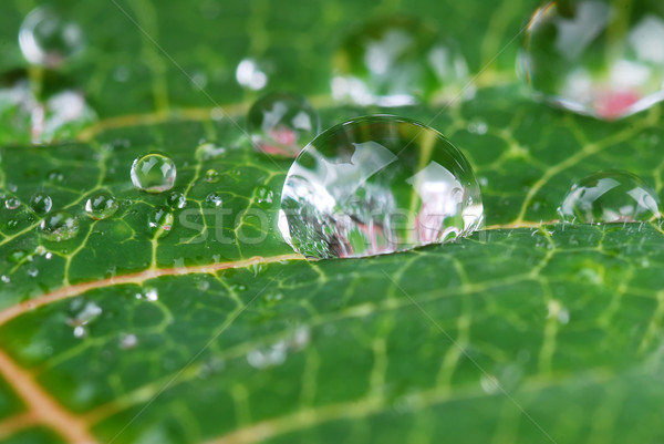 Foglia verde luminoso goccia d'acqua acqua impianto Foto d'archivio © taden