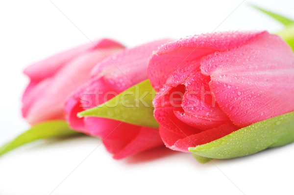 Сток-фото: красный · тюльпаны · букет · три · цветы · рождения