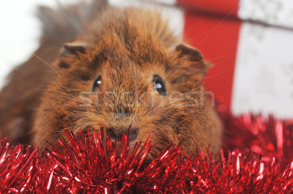 Zdjęcia stock: Cute · świnka · morska · christmas · wstążka · czarny