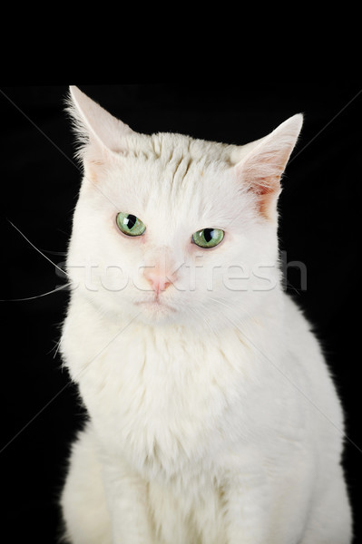 Weiß Hauskatze cute isoliert Augen Natur Stock foto © taden