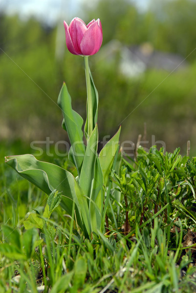 red tulip Stock photo © taden