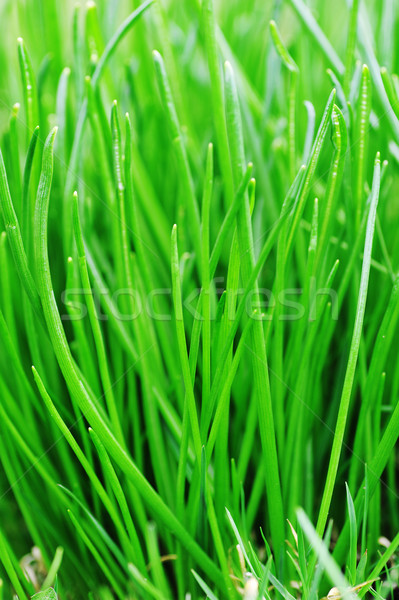 Zöld friss fű közelkép tavasz absztrakt Stock fotó © taden