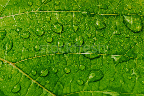 green leaf Stock photo © taden