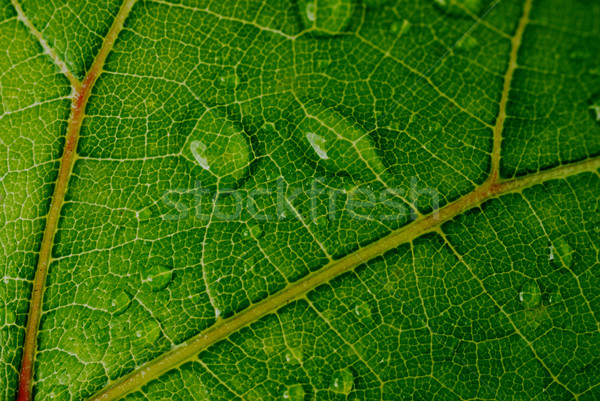 green leaf Stock photo © taden