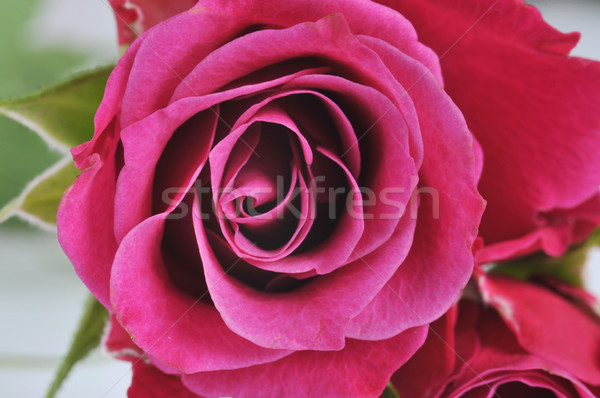 Rosa macro casamento natureza Foto stock © taden