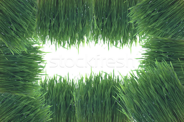 Stock fotó: Fű · copy · space · tavasz · zöld · szín · növény