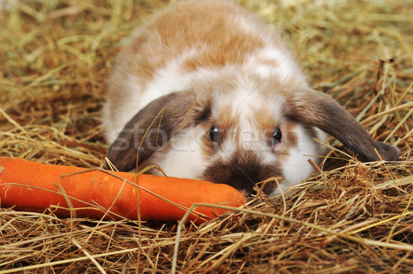 Kaninchen hay fluffy Lügen weichen Hintergrund Stock foto © taden