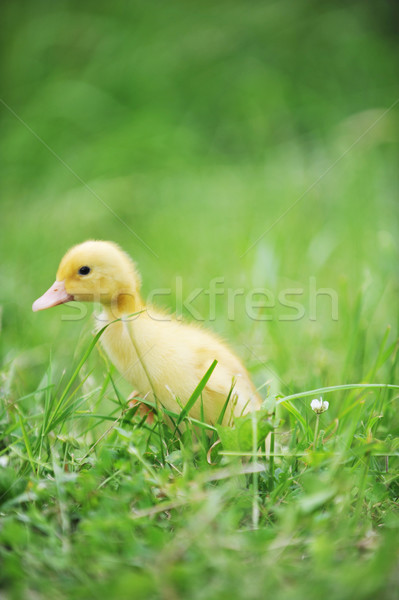 ördek yavrusu yeşil ot eski keşfetmek çim çocuk Stok fotoğraf © taden