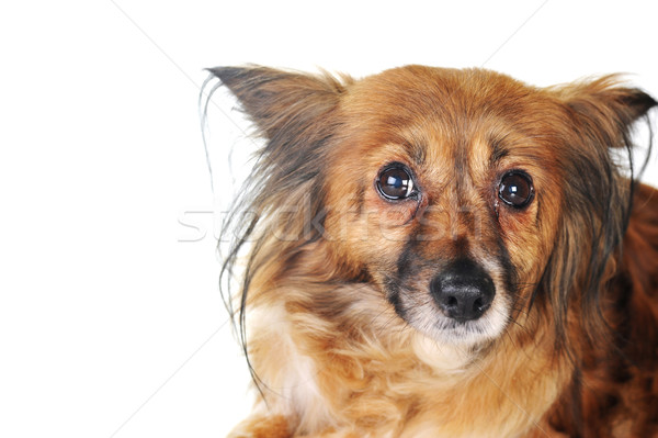 Foto stock: Perro · marrón · pelo · animales · estudio · hermosa