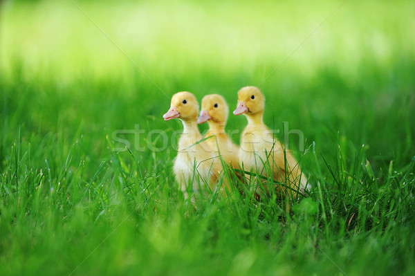 Small ducklings  green grass  Stock photo © taden