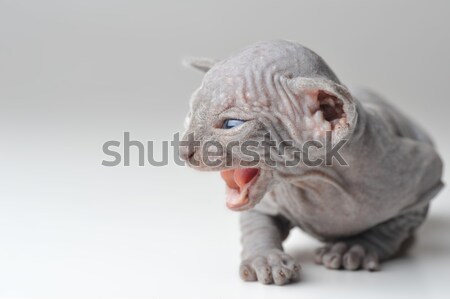 Cute łysy baby kot psa Zdjęcia stock © taden