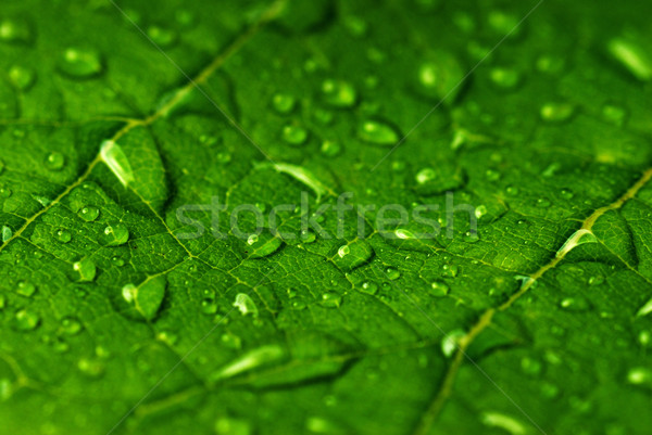 green leaf Stock photo © taden