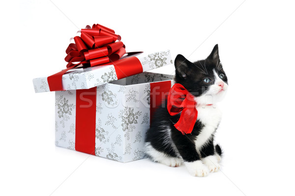 Foto stock: Pequeno · bonitinho · gatinho · caixa · de · presente · olhos · gato