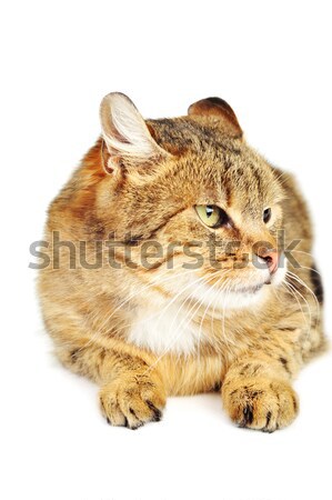 Gato doméstico bonitinho isolado gato cabelo retrato Foto stock © taden