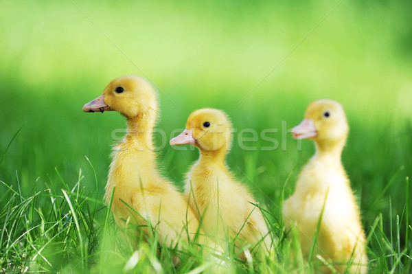 Três fofo garotas grama verde grama criança Foto stock © taden