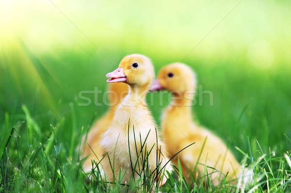 Três fofo garotas grama verde grama criança Foto stock © taden