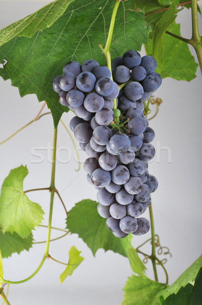 cluster fresh grape Stock photo © taden