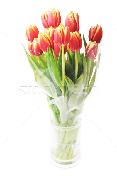  tulips in glass vase Stock photo © taden