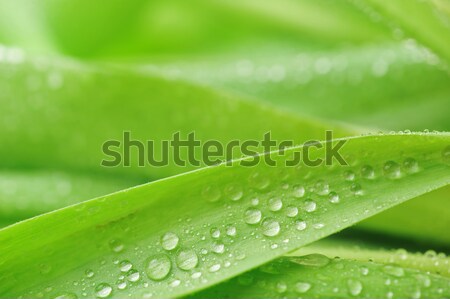  stalks with leaves Stock photo © taden