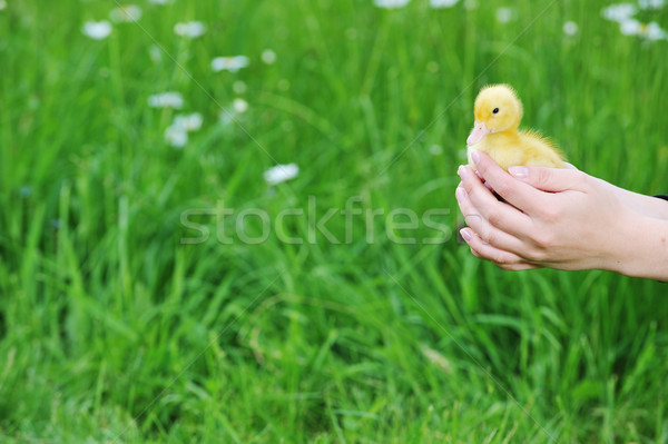  little chick Stock photo © taden