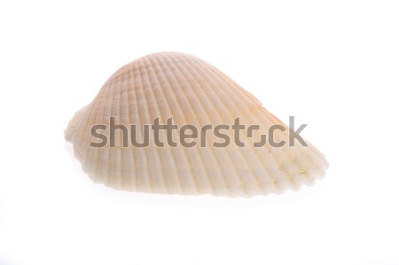 sea cockleshell lies on white  Stock photo © taden