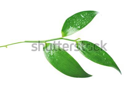 Frunze picătură de apă luminos verde frunze ploaie verde Imagine de stoc © taden