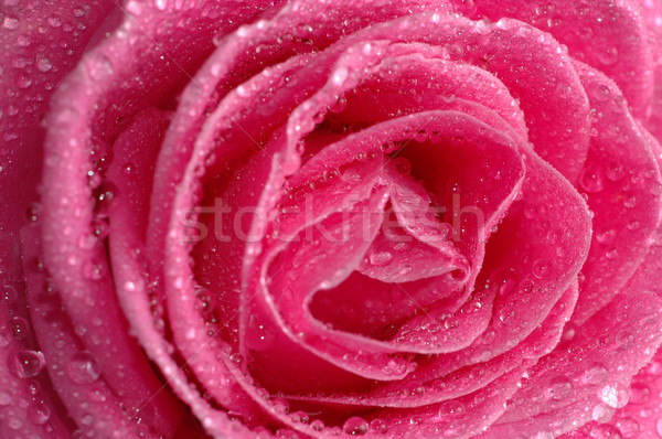 pink rose macro Stock photo © taden